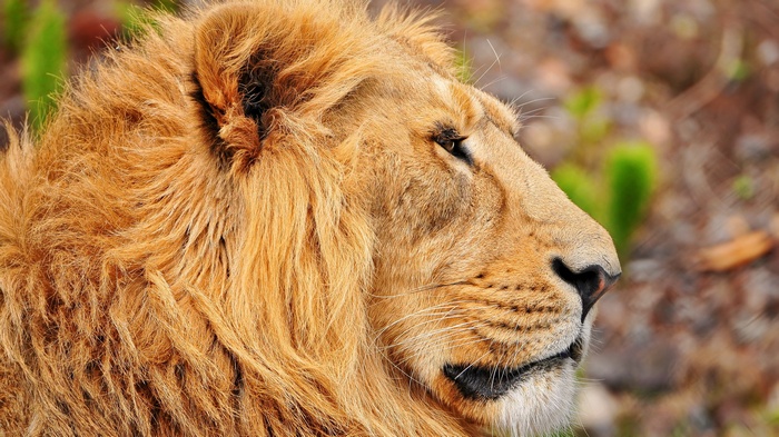 Close-up of a male lion's face