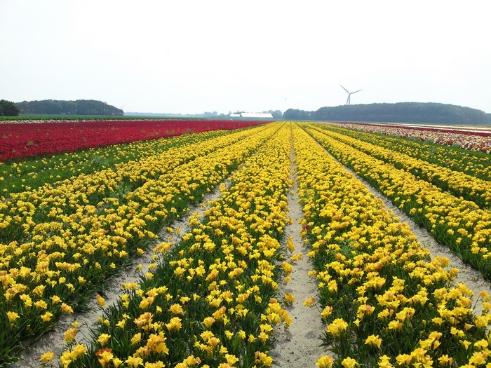 Flower fields in the Netherlands with a windmill