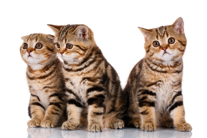 Three Tabby Kittens on White Background