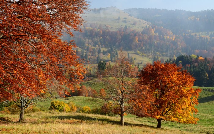 Autumn landscape in Bauges, France with colorful trees