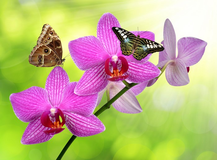 4K Pink Orchids with Butterflies