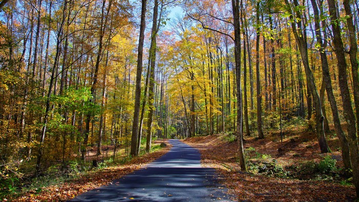 Autumn forest road with colorful foliage