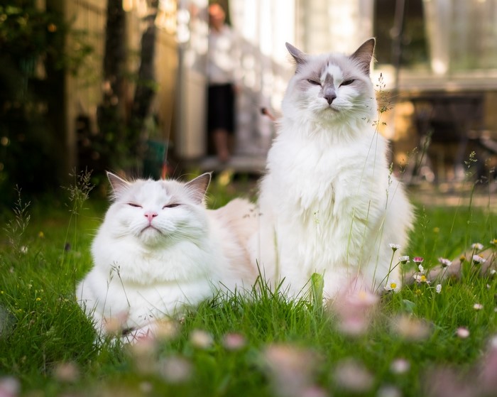 Two Ragdoll cats sitting in grass