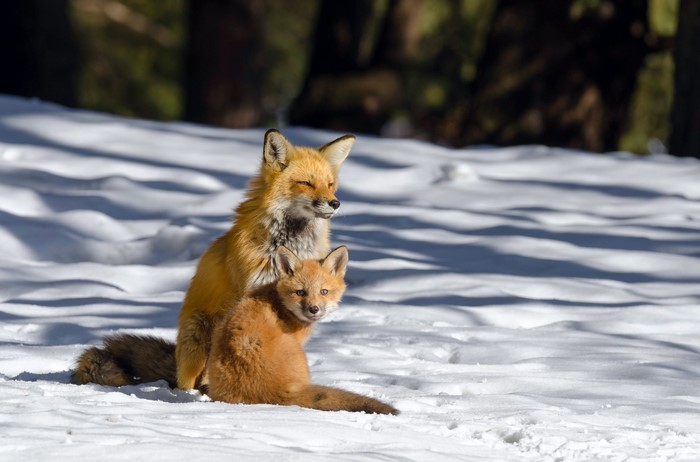 Two foxes in the snow