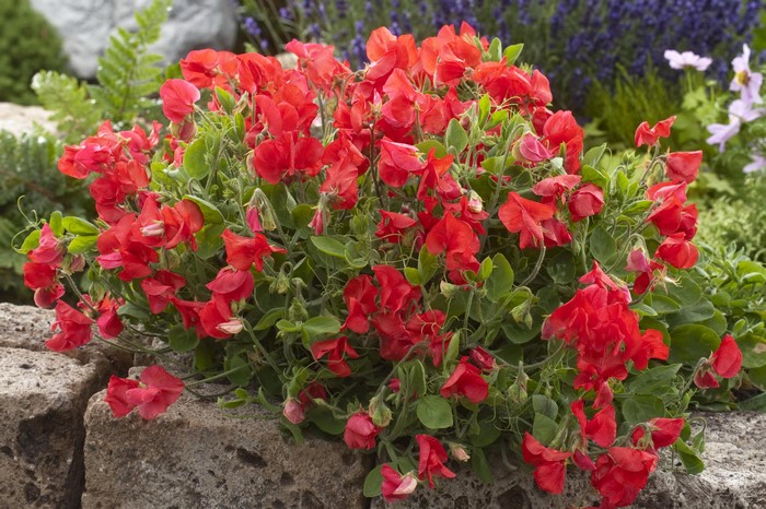 Red Sweet Peas in a Garden