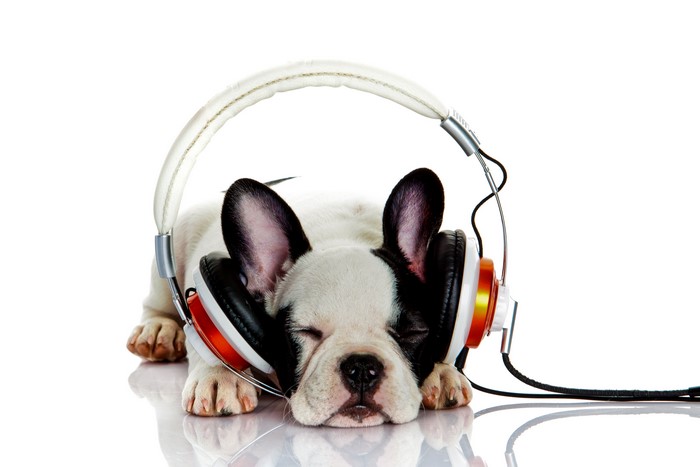 French Bulldog Puppy Sleeping with Headphones
