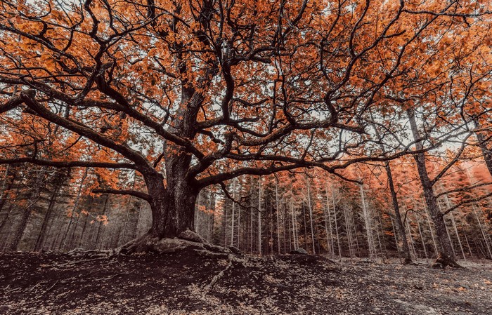 Large oak tree with orange leaves in autumn forest