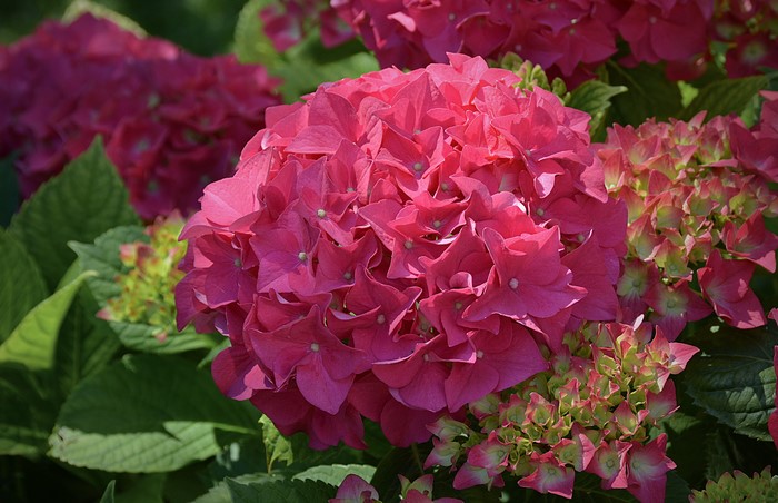 4K Pink Hydrangea Flowers