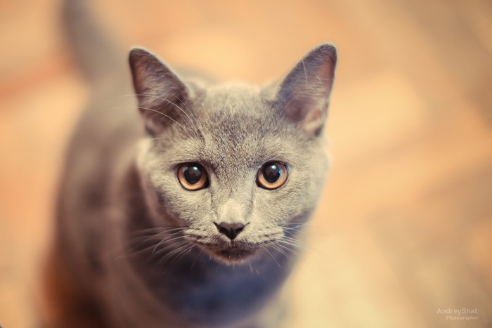 Grey Cat Looking Up