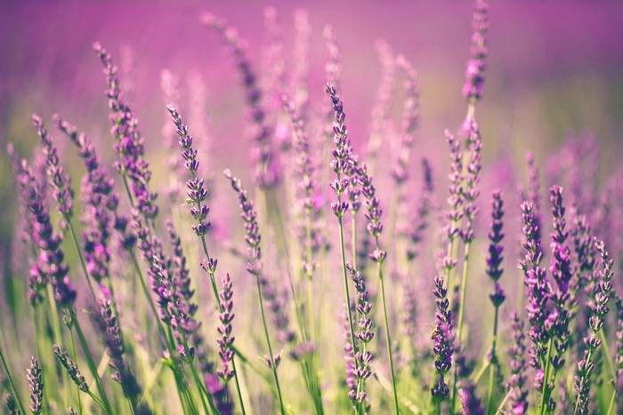 Lavender field in bloom