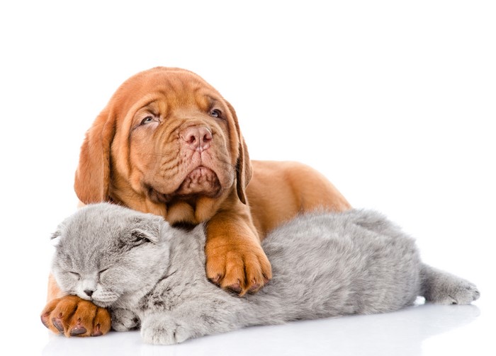 Puppy and Kitten on White Background