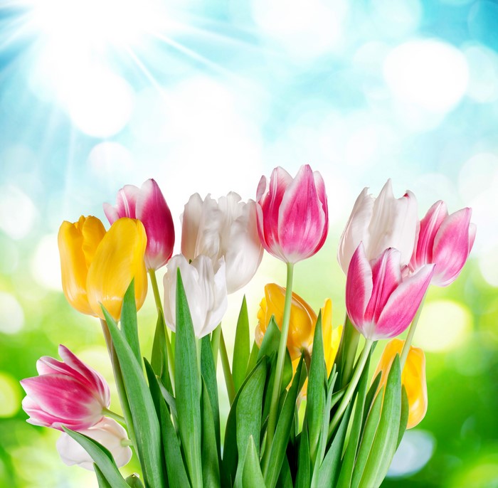 Tulips in bloom with sunlight
