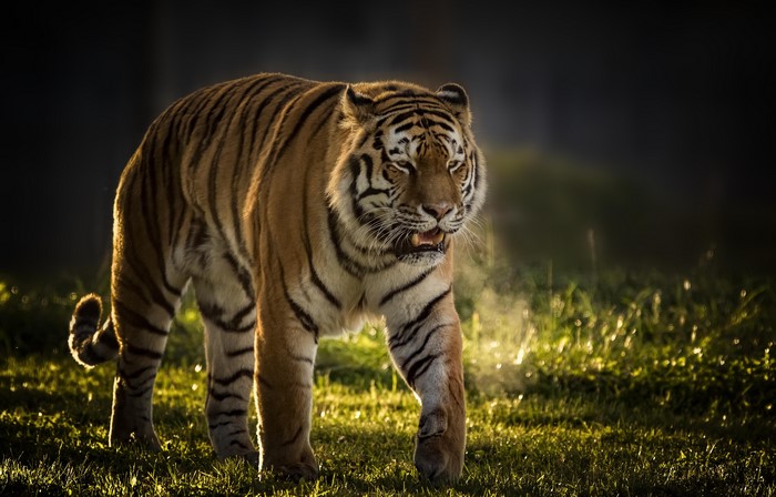 Tiger walking on grass