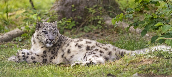 Snow leopard lying on grass
