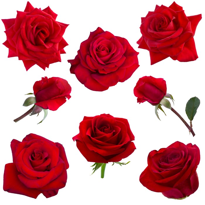 Red Roses Closeup on White Background
