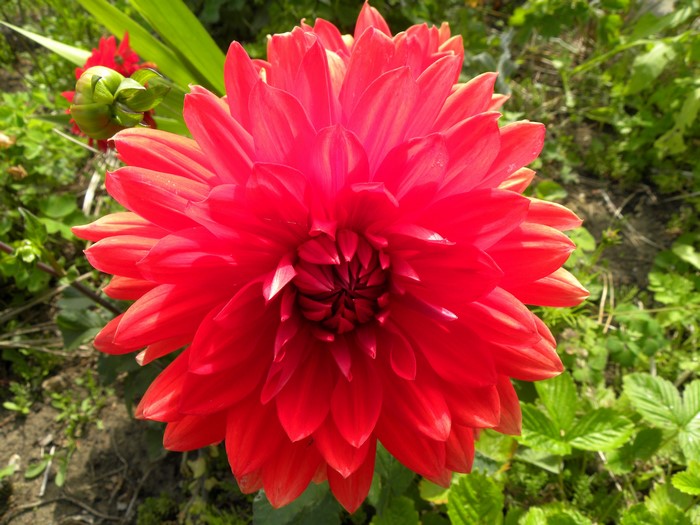 Red Dahlia flower in bloom