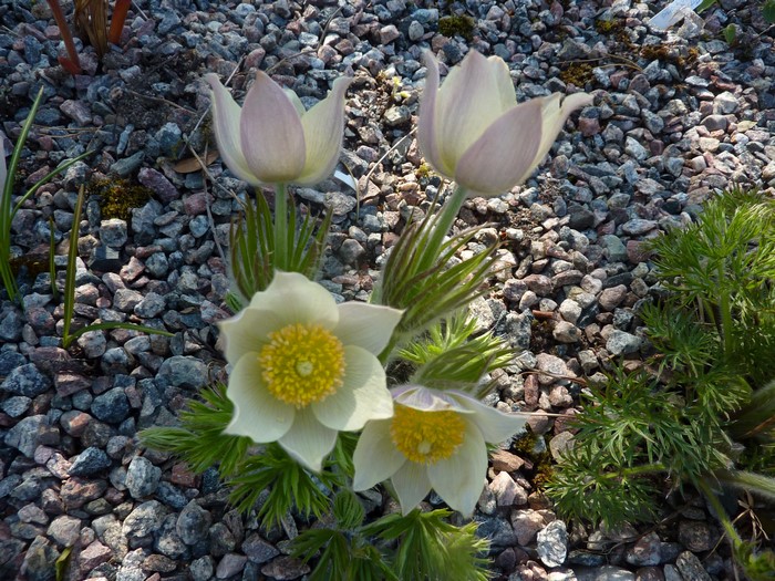 Pulsatilla flowers blooming among stones