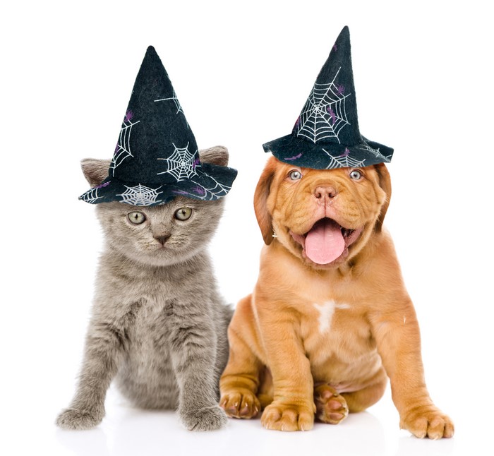 Kitten and Dogue de Bordeaux puppy wearing Halloween hats