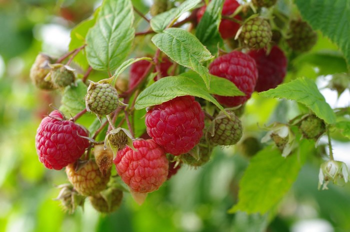 Raspberries on branches with green leaves