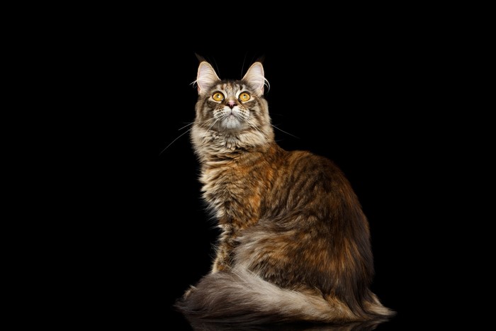 Maine Coon cat looking up on black background