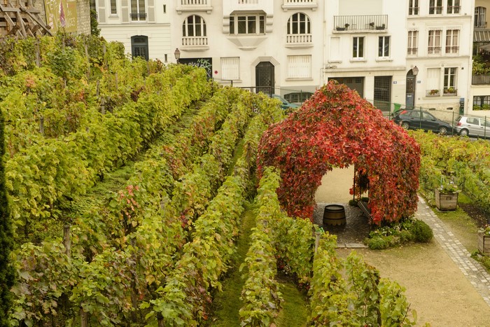 Montmartre vineyard in Paris, France