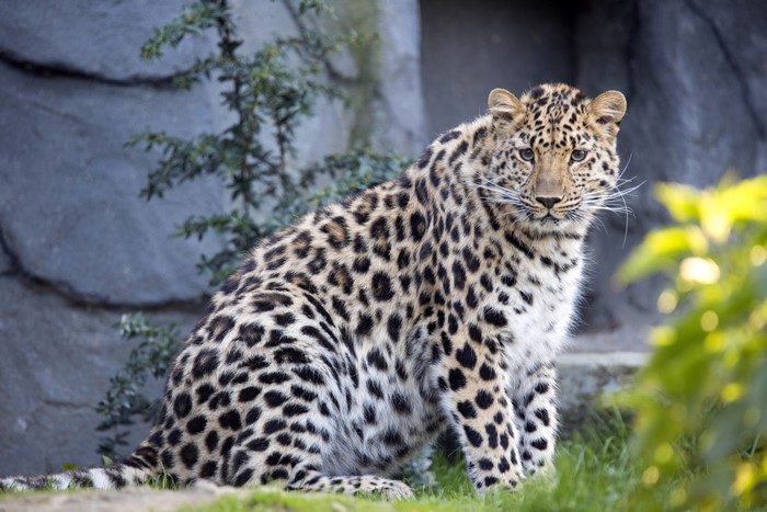 Leopard sitting on grass near rocks