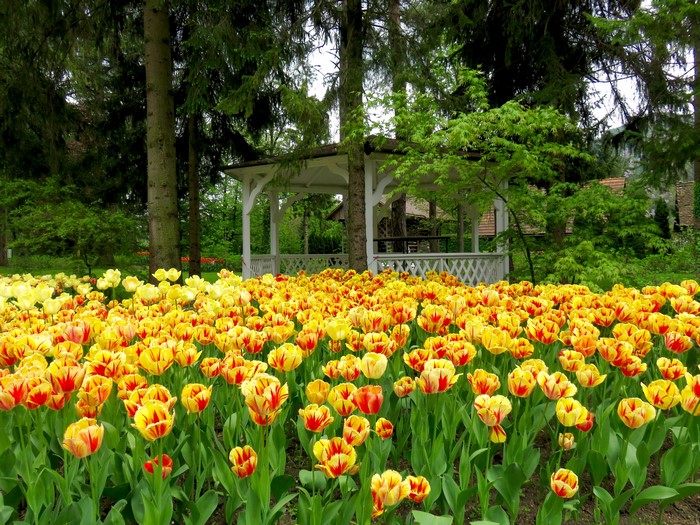 Field of yellow and red tulips with a gazebo