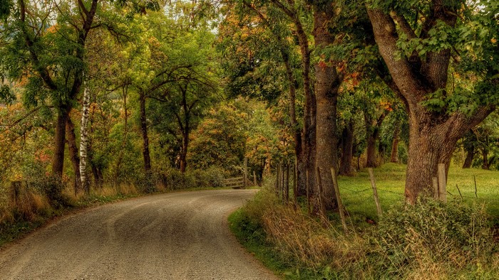 Autumn road through a forest with trees