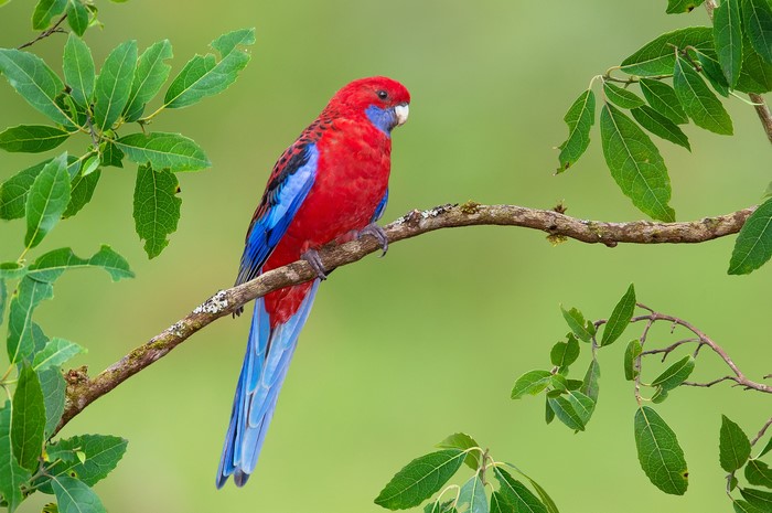 Crimson Rosella Parrot on a Branch