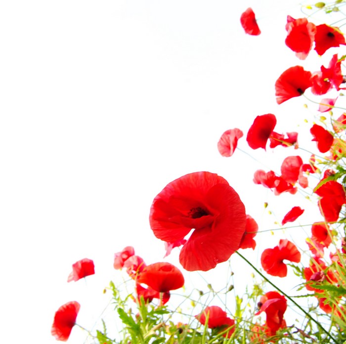 Red Poppies Field Against White Background