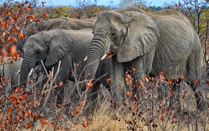 A herd of elephants walking through dry brush