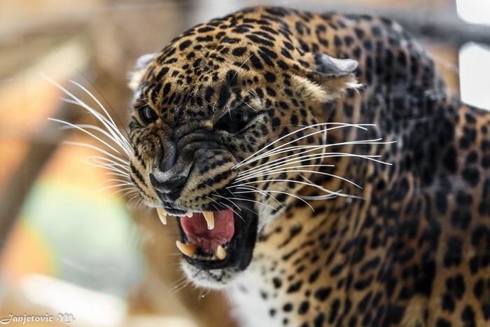 Leopard roaring with sharp teeth and long whiskers
