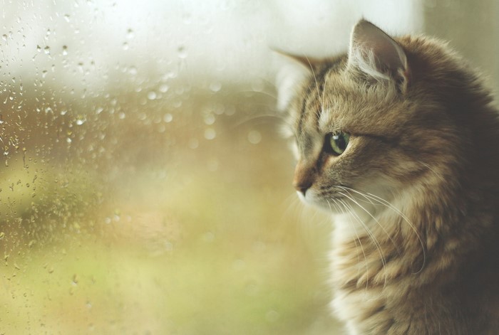 Cat looking out a rainy window