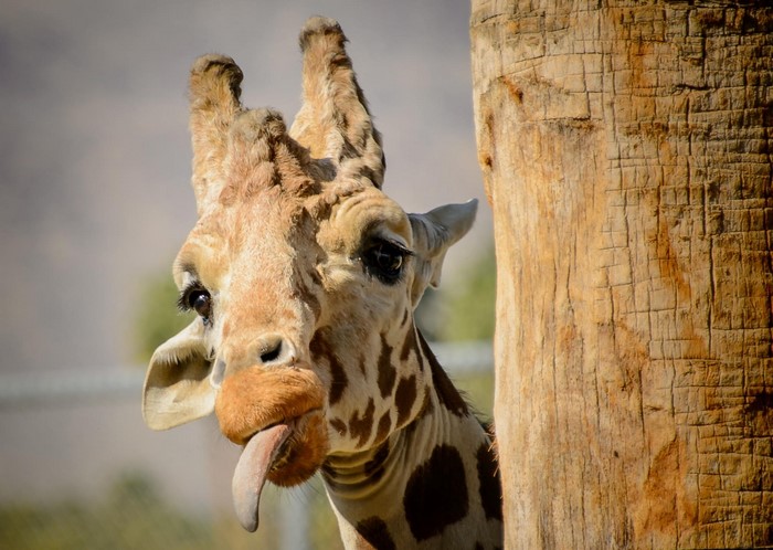 Giraffe sticking its tongue out behind a tree