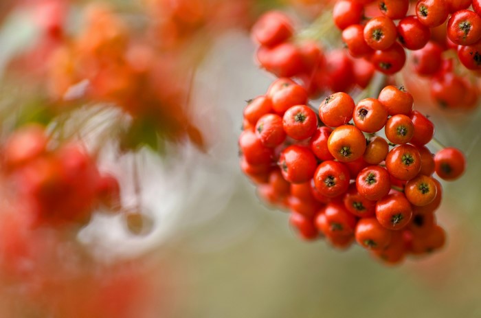 Close-up of red berries on a branch