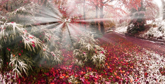Autumn forest with snow and sun rays