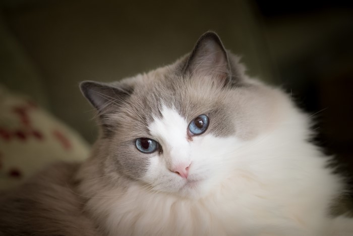 Ragdoll Cat with Blue Eyes