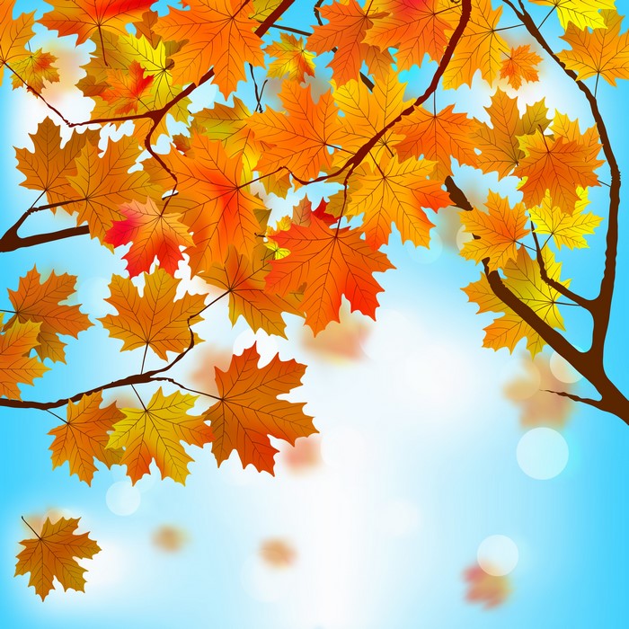 Autumn Maple Leaves on Branches