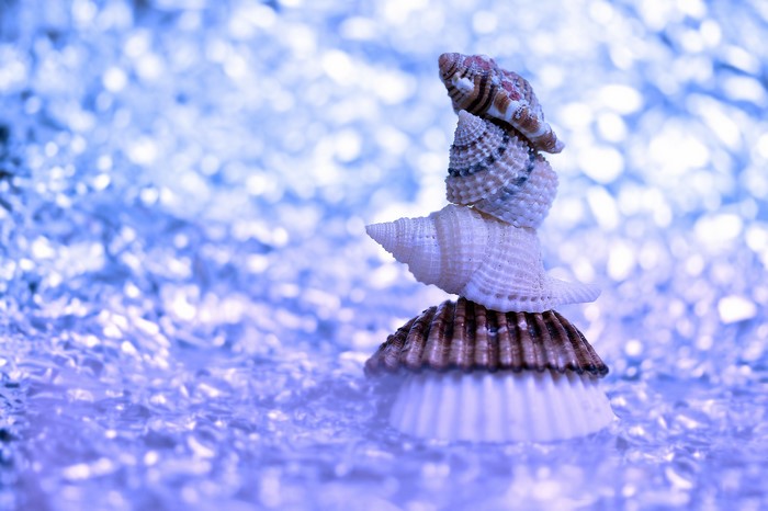 Stack of Seashells on a Blue Background