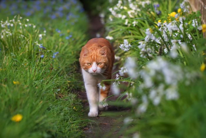 Orange and white cat walking on a garden path