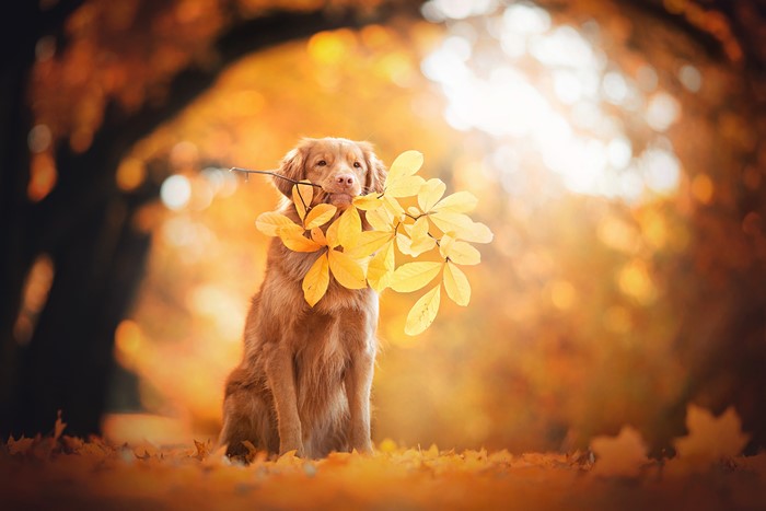 4K Autumn Retriever Dog with Leaves