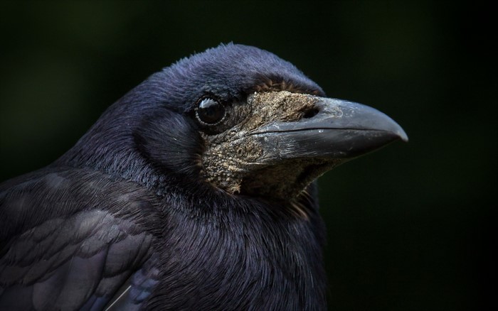 Close-up of a Rook bird's head