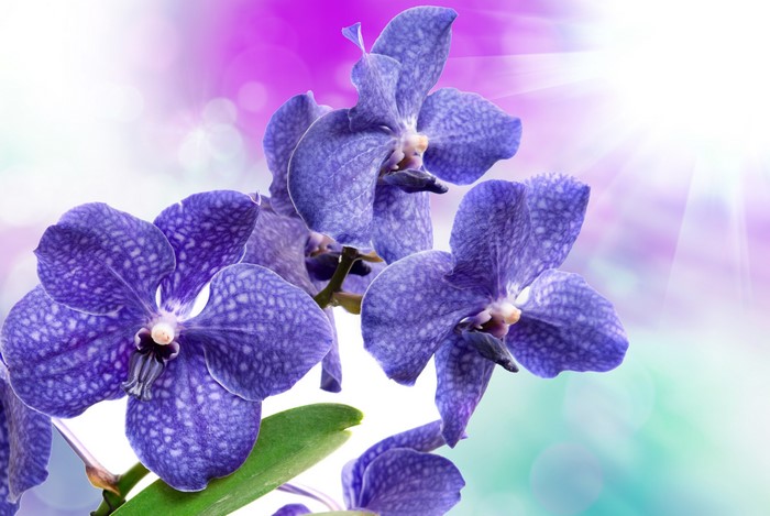 Blue Orchid Flowers 4K