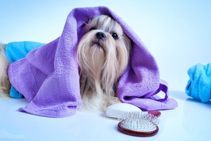 Shih Tzu dog wrapped in a purple towel