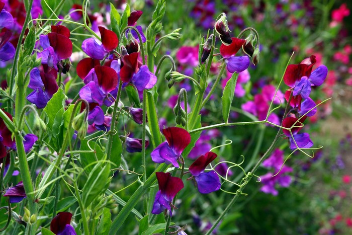 Close-up of purple and red sweet pea flowers