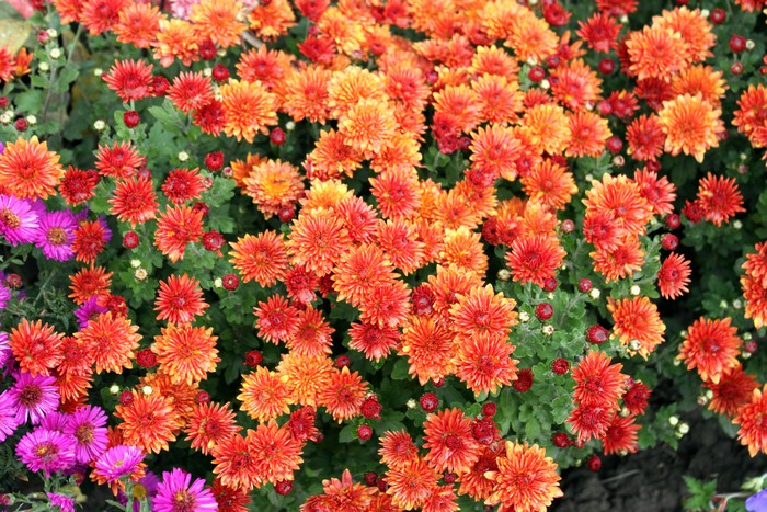 Vibrant Orange Chrysanthemums Blooming in Garden