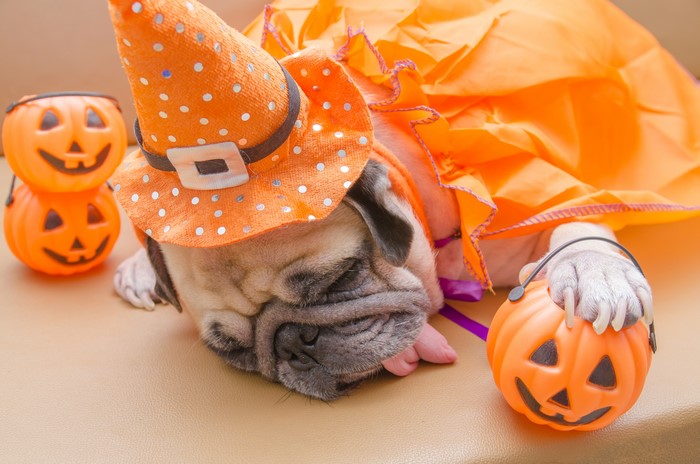 Pug in Halloween Costume with Pumpkin Buckets