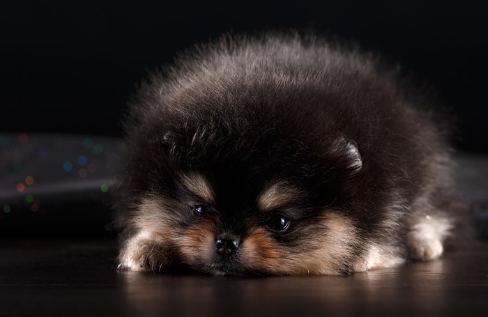 Fluffy Pomeranian puppy on dark background