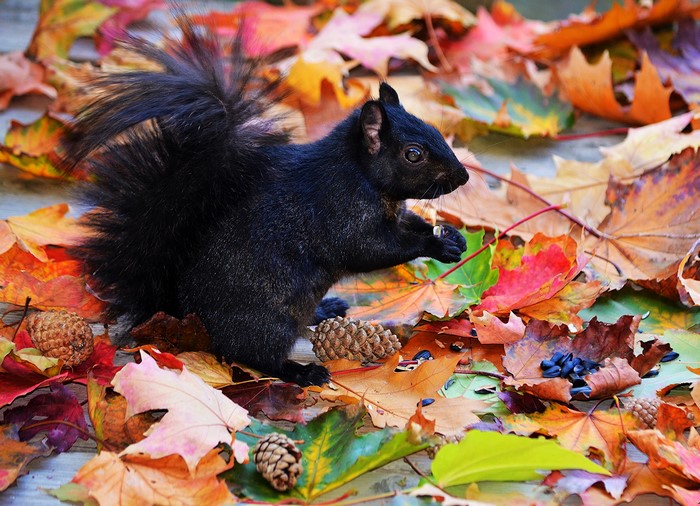 Black squirrel eating seeds among autumn leaves
