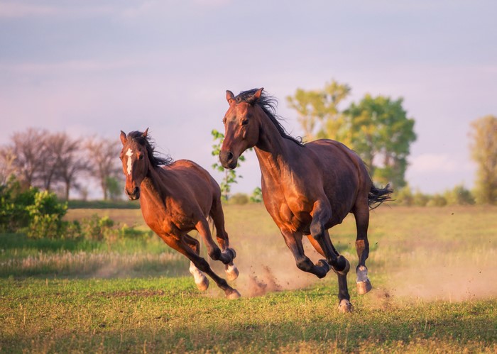 Two Horses Running in a Field